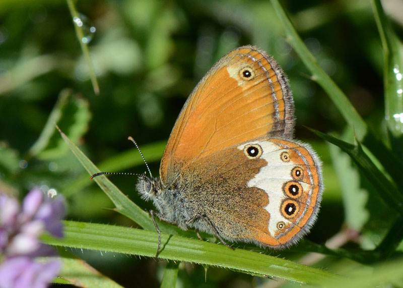 Nota sulla Coenonympha arcania